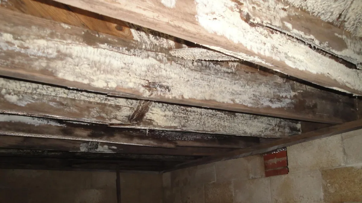 Mold growth on crawlspace subfloor framing
