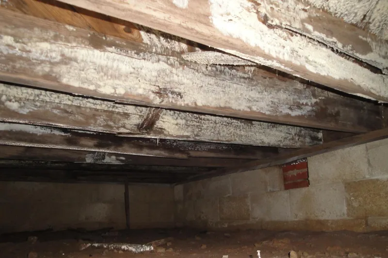 Mold on crawlspace wood framing before remediation